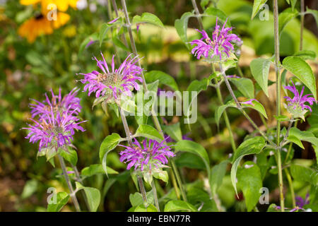 Wild bergamot bee-balm, Wild bergamot, Bee balm (Monarda fistulosa), blooming Stock Photo