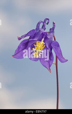 European columbine (Aquilegia vulgaris), flowers, Germany Stock Photo