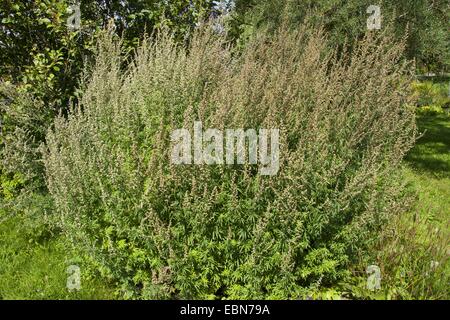 Common mugwort, Common wormwood, Mugwort (Artemisia vulgaris), blooming, Germany Stock Photo