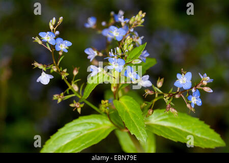 European brooklime, European speedwell (Veronica beccabunga), blooming, Germany Stock Photo