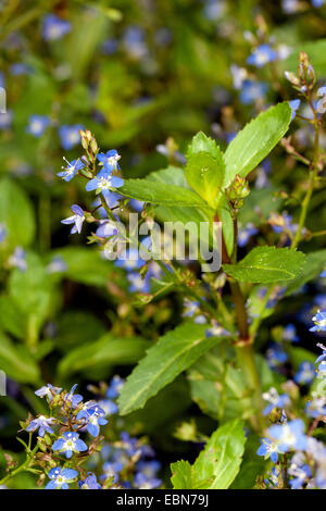 European brooklime, European speedwell (Veronica beccabunga), blooming, Germany Stock Photo