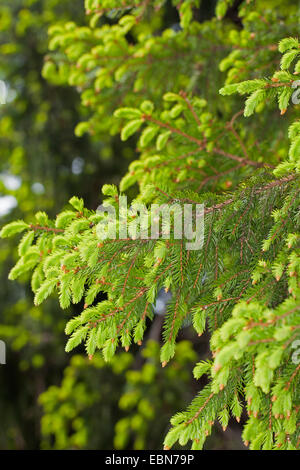 Norway spruce (Picea abies), fresh shootings, Germany Stock Photo