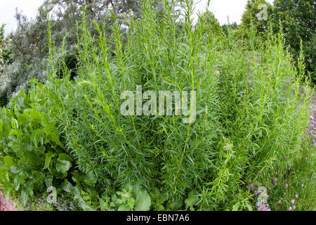 Dragon sagewort, Tarragon, Estragole, Esdragol, Esdragon (Artemisia dracunculus), in a garden, Germany Stock Photo