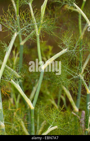 sweet fennel (Foeniculum vulgare, Anethum foeniculum), sprout with leaves Stock Photo