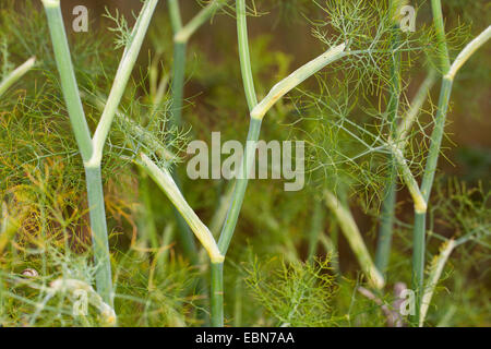 sweet fennel (Foeniculum vulgare, Anethum foeniculum), sprout with leaves Stock Photo