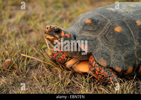 Red-footed tortoise, South American red-footed tortoise, Coal tortoise (Geochelone carbonaria, Testudo carbonaria, Chelonoidis carbonaria), portrait in the evening light, Brazil, Matto Grosso, Pantanal Stock Photo