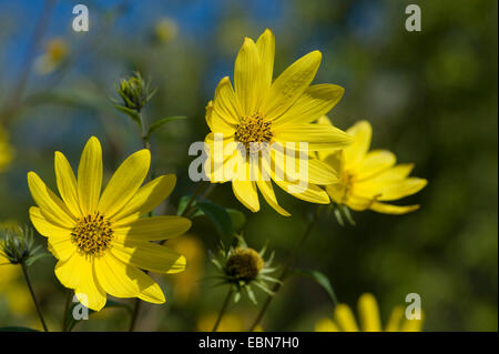 Tall sunflower (Helianthus giganteus), blooming Stock Photo