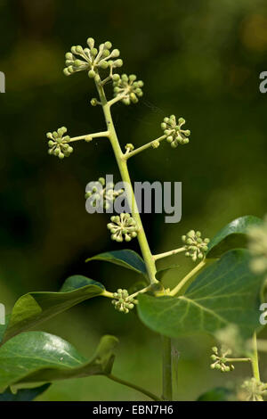 English ivy, common ivy (Hedera helix), inflorescence in bud, Germany Stock Photo