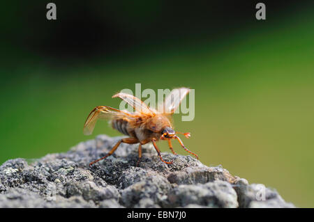 Summer chafer (Amphimallon solstitiale, Rhizotragus solstitialis), taking off, France Stock Photo