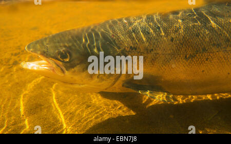 Atlantic salmon, ouananiche, lake Atlantic salmon, landlocked salmon, Sebago salmon (Salmo salar), half-length portrait og a grilse, Ireland, Moy River Stock Photo