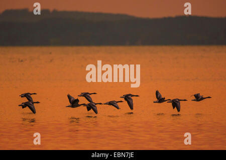 greylag goose (Anser anser), flock flying near the watersurface at sunset, Germany, Bavaria, Lake Chiemsee Stock Photo