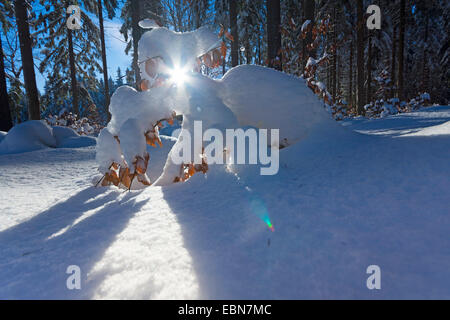 sun is shining through snowy winter forest, Germany, Saxony, Jocketa Stock Photo