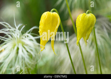 Golden clematis (Clematis tangutica), flowers Stock Photo