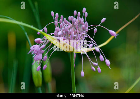 Keeled Garlic (Allium carinatum ssp. pulchellum, Allium pulchellum), inflorescence, Germany Stock Photo