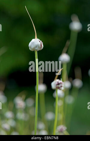 common garlic (Allium sativum), inflorescence Stock Photo
