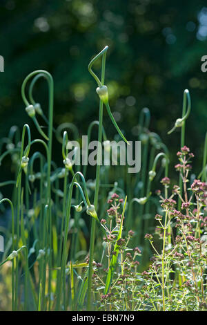 common garlic (Allium sativum), inflorescences in bud Stock Photo