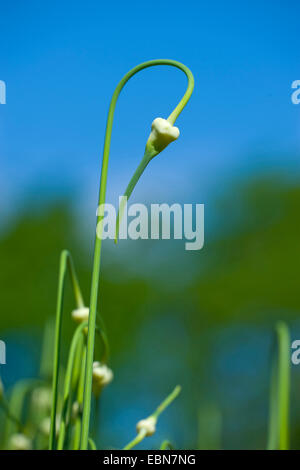 common garlic (Allium sativum), inflorescences in bud Stock Photo