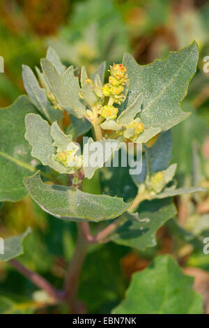 Frosted orache (Atriplex laciniata, Atriplex sabulosa, Atriplex maritima), blooming, Germany Stock Photo