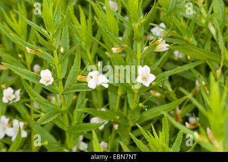 Hedge-Hyssop, Common Hedgehyssop (Gratiola officinalis), blooming Stock Photo