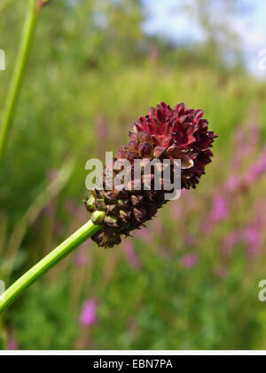 Great burnet (Sanguisorba officinalis, Sanguisorba major), inflorescence, Germany Stock Photo