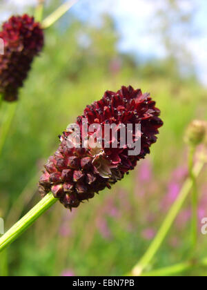 Great burnet (Sanguisorba officinalis, Sanguisorba major), inflorescence, Germany Stock Photo