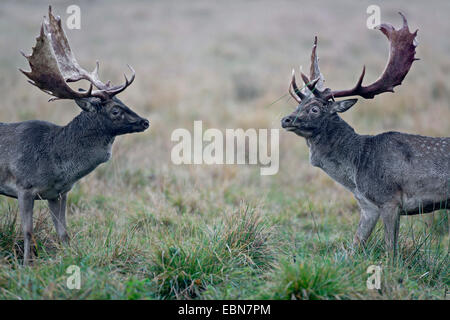 fallow deer (Dama dama, Cervus dama), two stags standing vis-a-vis, Denmark, Sjaelland Stock Photo