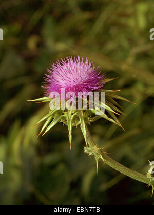 Blessed milkthistle, Lady's thistle, Milk thistle (Silybum marianum), inflorescence, Greece Stock Photo