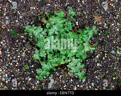 Blessed milkthistle, Lady's thistle, Milk thistle (Silybum marianum), leaf rosette Stock Photo