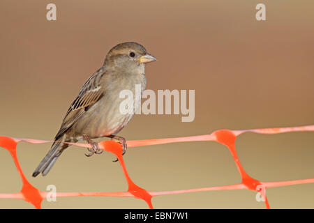 Spanish sparrow (Passer hispaniolensis), female sitting on a plastic fence, Spain, Extremadura Stock Photo