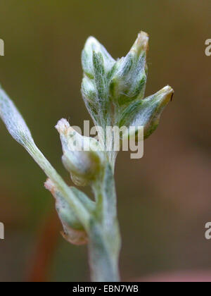 slender cudweed, small cudweed (Filago minima), fruiting, Germany, North Rhine-Westphalia Stock Photo