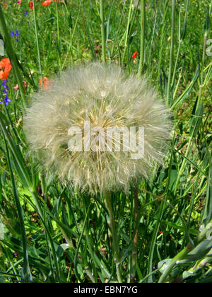 yellow salsify, meadow goat's-beard (Tragopogon dubius), fruiting, Germany Stock Photo