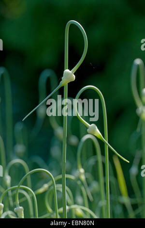 common garlic (Allium sativum), inflorescences in bud Stock Photo