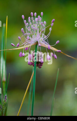 Keeled Garlic (Allium carinatum ssp. pulchellum, Allium pulchellum), inflorescence, Germany Stock Photo