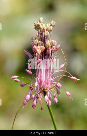 Keeled Garlic (Allium carinatum ssp. pulchellum, Allium pulchellum), inflorescence, Germany Stock Photo