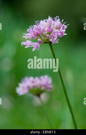Broadleaf chives (Allium senescens, Allium senescens ssp. montanum, Allium montanum), blooming, Germany Stock Photo