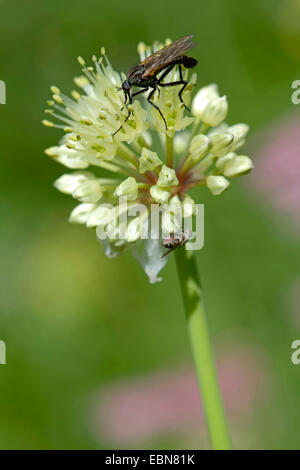 Long-rooted garlic, Victory Onion (Allium victorialis), inflorescence with pollinators, Germany Stock Photo