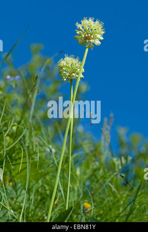Long-rooted garlic, Victory Onion (Allium victorialis), blooming in a meadow, Switzerland Stock Photo