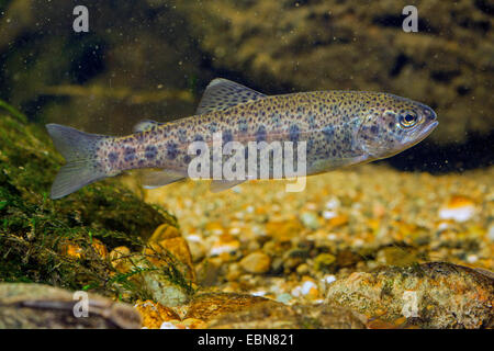 rainbow trout (Oncorhynchus mykiss, Salmo gairdneri), juvenile with juvenile pattern Stock Photo