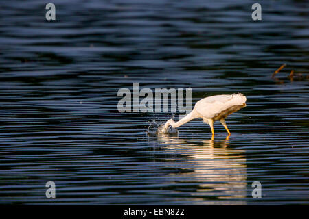 great egret, Great White Egret (Egretta alba, Casmerodius albus, Ardea alba), hunting fish, splashing water, Germany, Bavaria, Lake Chiemsee Stock Photo