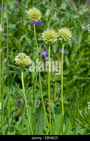 Long-rooted garlic, Victory Onion (Allium victorialis), blooming in a meadow, Germany Stock Photo