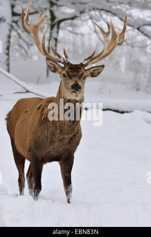 red deer (Cervus elaphus), stag standing in a snow-covered meadow in front of a winter forest, Germany Stock Photo