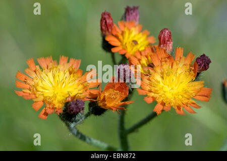 grim-the-collier, orange hawkweed (Hieracium aurantiacum), blooming, Germany Stock Photo