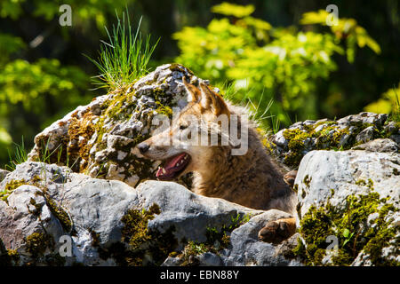 European gray wolf (Canis lupus lupus), peering behind a boulder, Switzerland Stock Photo