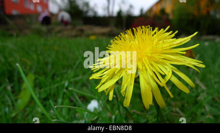 common dandelion (Taraxacum officinale), blooming in a lawn, Germany Stock Photo