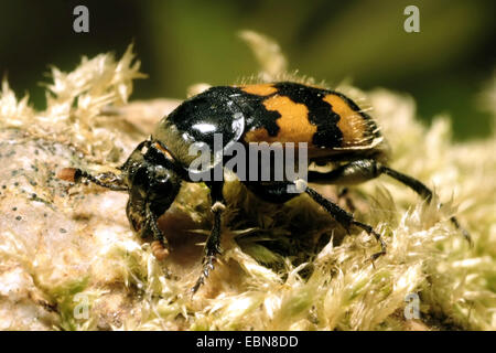 Common Burying Beetle (Nicrophorus vespillo) Stock Photo