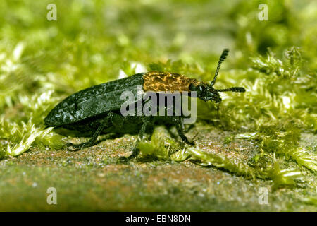 red-breasted carrion beetle, Groundbeetle (Oiceoptoma thoracicum), lateral view, Germany Stock Photo