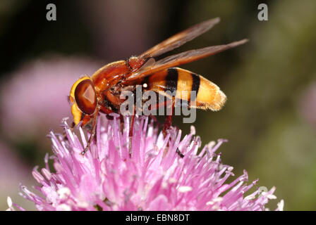 Hornet mimic hoverfly (Volucella zonaria), sitting on a clover blossom , Germany Stock Photo