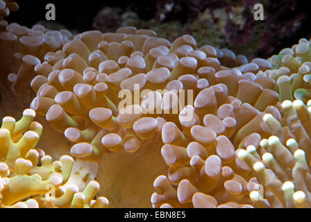 Torch Coral (Euphyllia spec.), macro shot Stock Photo