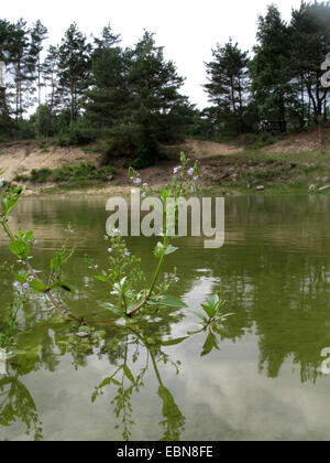 water speedwell, blue water-speedwell, brook-pimpernell (Veronica anagallis-aquatica), blooming in a pond, Germany, North Rhine-Westphalia Stock Photo