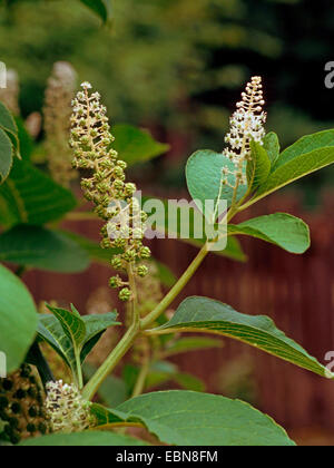 Pokeweed, Indian poke, Red-ink Plant, Indian Pokeweed (Phytolacca esculenta, Phytolacca acinosa), blooming branch with young fruits Stock Photo